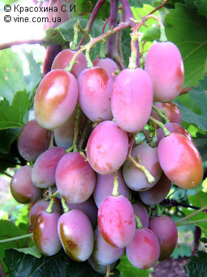 Гроздь винограда FVCA-6-3 Фото Красохиной С.И.